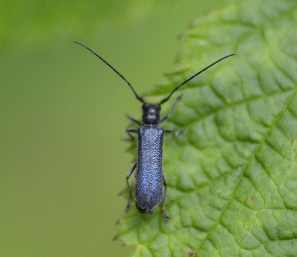 Cerambycidae: Stenostola dubia